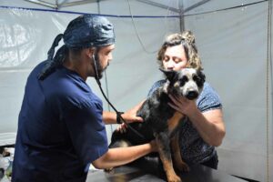 Programa paranaense de castração ultrapassa 50 mil animais esterilizados