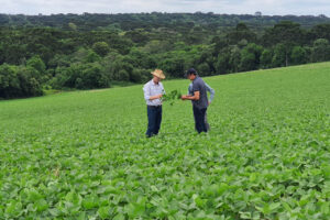 Segundo maior produtor nacional de soja, Paraná investe em boas práticas de cultivo