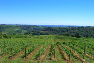 Espumante produzido no Rio Grande do Sul é reconhecido como Indicação Geográfica