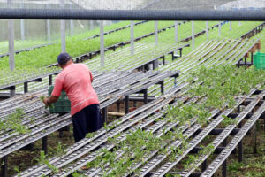 Agricultura familiar é foco de investimentos no Paraná