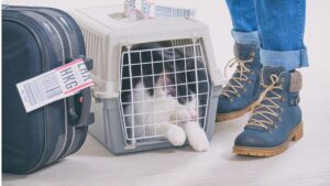 Viagens com animais de estimação para fora do país exigem documentação especial