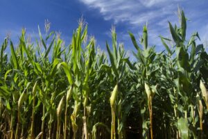 Produção de grãos é estimada em 312,2 milhões de toneladas na safra 2022/23 do Brasil