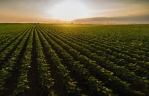 Valor Bruto da Produção Agropecuária de 2022 está estimado em R$ 1,185 trilhão
