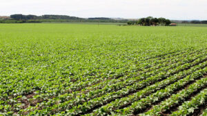 União de esforços resulta em mudança no zoneamento agrícola para o feijão e produtores do PR comemoram