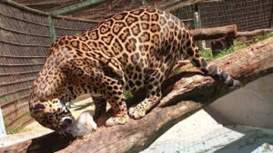 Para espantar o calor, animais do zoo de Cascavel ganham refeições refrescantes