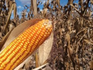 Seca e calor derrubam produtividade na lavoura e nos aviários do Oeste