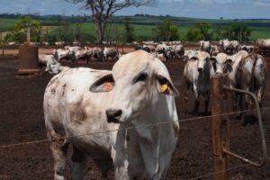 Inflamações afetam desempenho de bovinos e comprometem a rentabilidade da pecuária