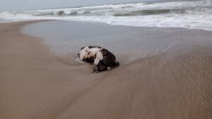 Como vacas apareceram mortas em praia do Paraná?