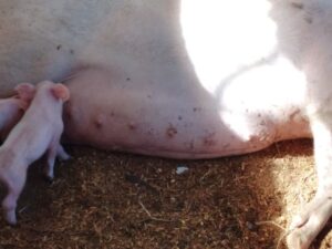 Leitoas com tetas cegas: qual a solução para animais que não conseguem amamentar?