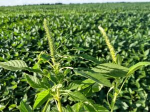 Novos focos de planta daninha que pode reduzir produção de soja e milho geram preocupação