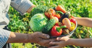 Conab apresenta condições para participar do Programa de Aquisição de Alimentos