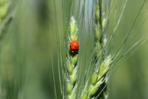 Produtos biológicos são utilizados para o controle de pragas no trigo
