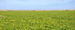 Saiba como agricultor conseguiu produtividade de seis toneladas por hectare em lavoura de feijão