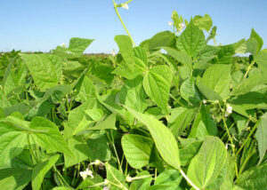 Para melhor produtividade, cultivares de feijão devem ser criadas para cada região
