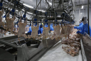 Exportações de frango devem bater recorde em maio