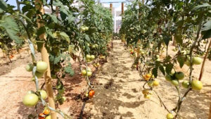 Fórmula mágica: conheça a mistura caseira que pode salvar produções de tomate