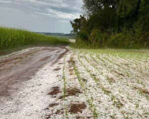Granizo deixa rastro de destruição em lavouras do Paraná