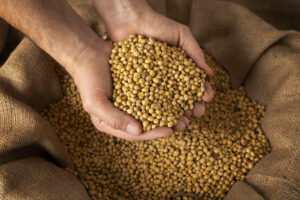 Incerteza sobre valor de comercialização da soja para ano que vem faz produtores frearem compra de fertilizantes