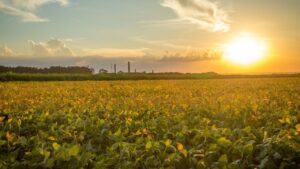 Saiba os impactos do verão para as safras 2022/2023 em todo o Brasil