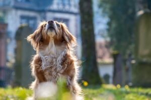 Você sabia que algumas raças de cachorro podem viver até 30 anos? Confira 10 curiosidades sobre os animais