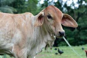 Há tendência de queda do custo dos insumos para nutrição animal em 2023