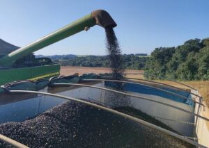 Colheita de feijão começa “tímida” na região Oeste e na Centro-Oeste do Paraná