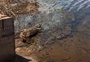 Jacaré capturado em Toledo é solto na Reserva de Itaipu em Pato Bragado