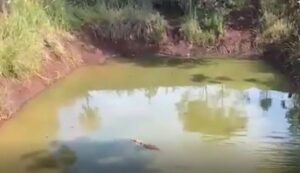 De novo? Jacaré é resgatado no Oeste do Paraná, mas desta vez tinha uma surpresa