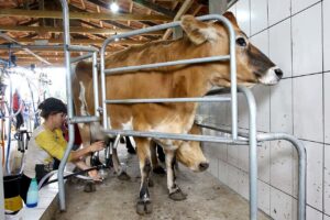 Preço pago ao produtor de leite diminui no Paraná