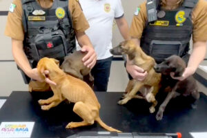 Cães que eram maltratados são resgatados pela polícia no PR