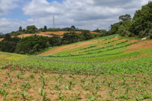 Com liderança nacional em produção de orgânicos, PR investe no setor