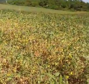 Seca: produtores mostram situação crítica das lavouras de soja no Oeste do Paraná