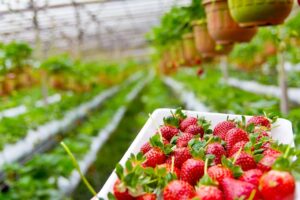 Agricultores paranaenses terão qualificação para melhorar produção de morango