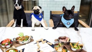Restaurante cria rodízio chique para cães