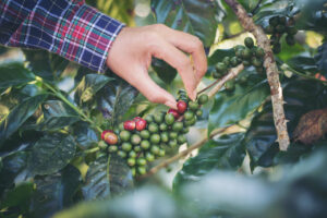 Condições climáticas refletem no preço do café