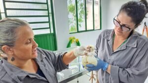 Rio registra terceiro caso de gripe aviária