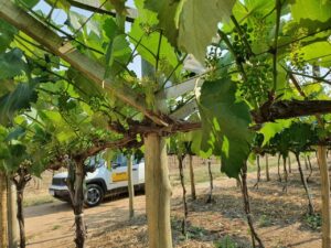 População pode ajudar no controle de doenças em vegetais e animais