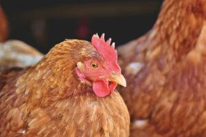 Surtos de gripe aviária em outros países abrem mercado para carne de frango brasileira