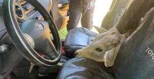 No flagra: vaca roubada é encontrada escondida dentro de carro