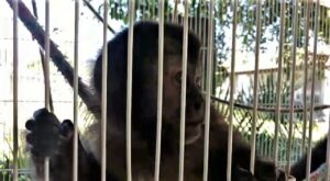 Estudante é presa por venda ilegal de animais silvestres