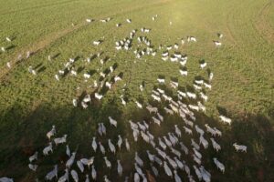 Produtor pode dar opinião sobre rastreabilidade na cadeia produtiva da carne de bovinos e búfalos