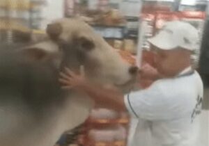 Touro invade mercado e assusta clientes no PR