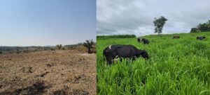 Mudança na alimentação do rebanho aumenta produção de leite em mais de 50%