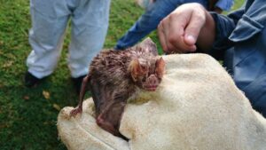 Casos de raiva em animais geram preocupação no MT