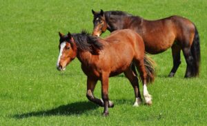 Saiba como prevenir doenças respiratórias em cavalos