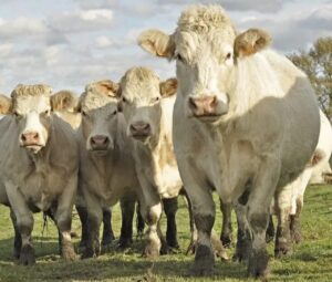 Show Rural 2023 terá exposição e venda de bovinos, ovinos e caprinos