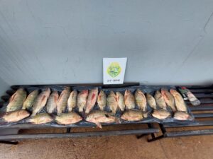 Peixes são encontrados dentro de mochila no Sudoeste do PR