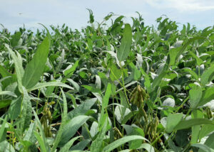 Pesquisa contribui para produção agrícola mais sustentável