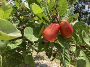 Produção de castanha do caju cresceu 33% em 2022