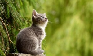 Saiba a importância de vacinar os gatos